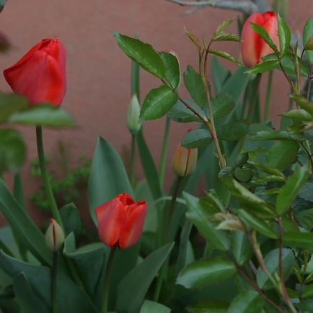 Agriturismo Cascina Della Fontana Lodi Eksteriør billede